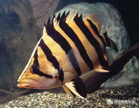 養魚虎|比較齊全的虎魚品種圖鑑參考和飼養攻略 